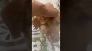 Dog   shorts subscribe 2024 youtube animals dog short viral short cute 20