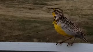 Western meadowlark at Bison Calving Plains - Grasslands National Park - explore.org