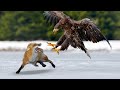 King eagle hunting fox in the snow wild animal fights