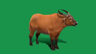 African Dwarf  Forest Buffalo 3D Model