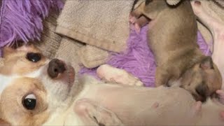 (🔴 LIVE)  NEWBORN CHIHUAHUA AND MOTHER!! ❤️ OMG SO CUTE 🥰