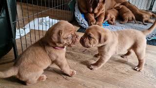 Dogue de Bordeaux Puppies Play Fight, adorable, cute