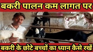 #goatfarm #bakripalan ।। बकरी पालन कम लागत पर ।। How to start a small goat farming।