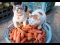 しろと人参抜き Carrot harvest and cat 191124