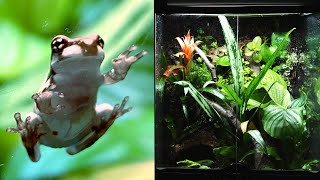 Milk Frog Vivarium STEP BY STEP (Ecosystem DIY)