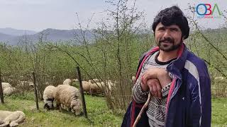 Çobanlar Yaylayı Özledi/ Oba Ajans Resimi