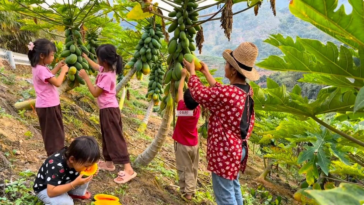 【一家七口隐居深山】自家种植的红心木瓜很受欢迎，妈妈计划明天带孩子们继续摆摊卖木瓜！#农村生活#vlog