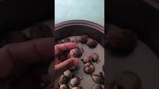 Day 223/365 ZERO Budget farming challenge, Farming session work is progress, #farming #reels #viral