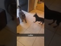 My dog humps male cats