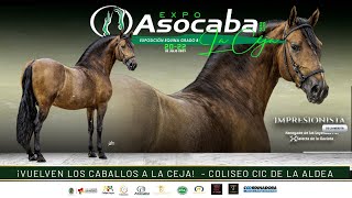 EXPOASOCABA LA CEJA GRADO B 2023 - LA CEJA - DIA 2/ TROCHA Y GALOPE - PASO FINO COLOMBIANO.