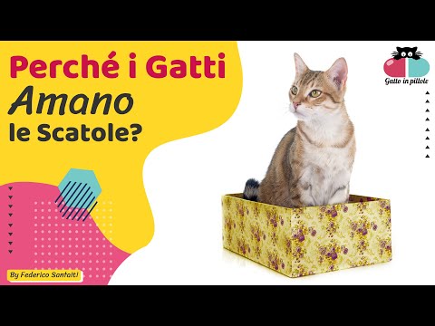 Video: Perché I Gatti Amano I Dischi Volanti. - Visualizzazione Alternativa