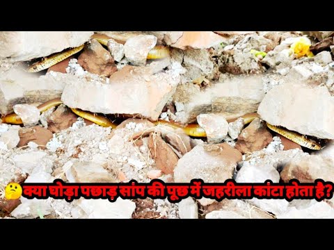 वीडियो: सांपों को जीवित या जमे हुए जानवरों को कैसे खिलाएं