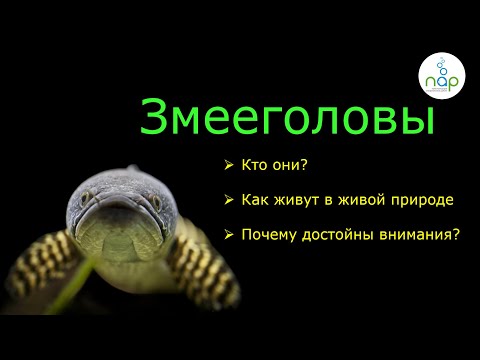 Змееголовы