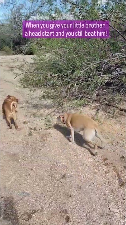 When you give your little brother  a head start.. #puppy #babypuppy #furbabies #adventure