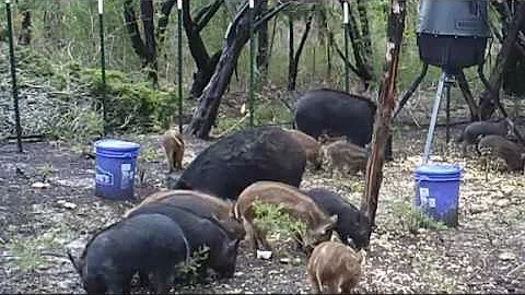 Video Extra: Wild hogs take over Texas neighborhood