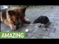 Dog and crow play fetch together