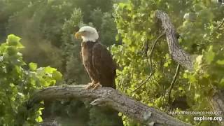 Decorah Eagles 7-12-19, 8 pm Mom, Sub adult visitor