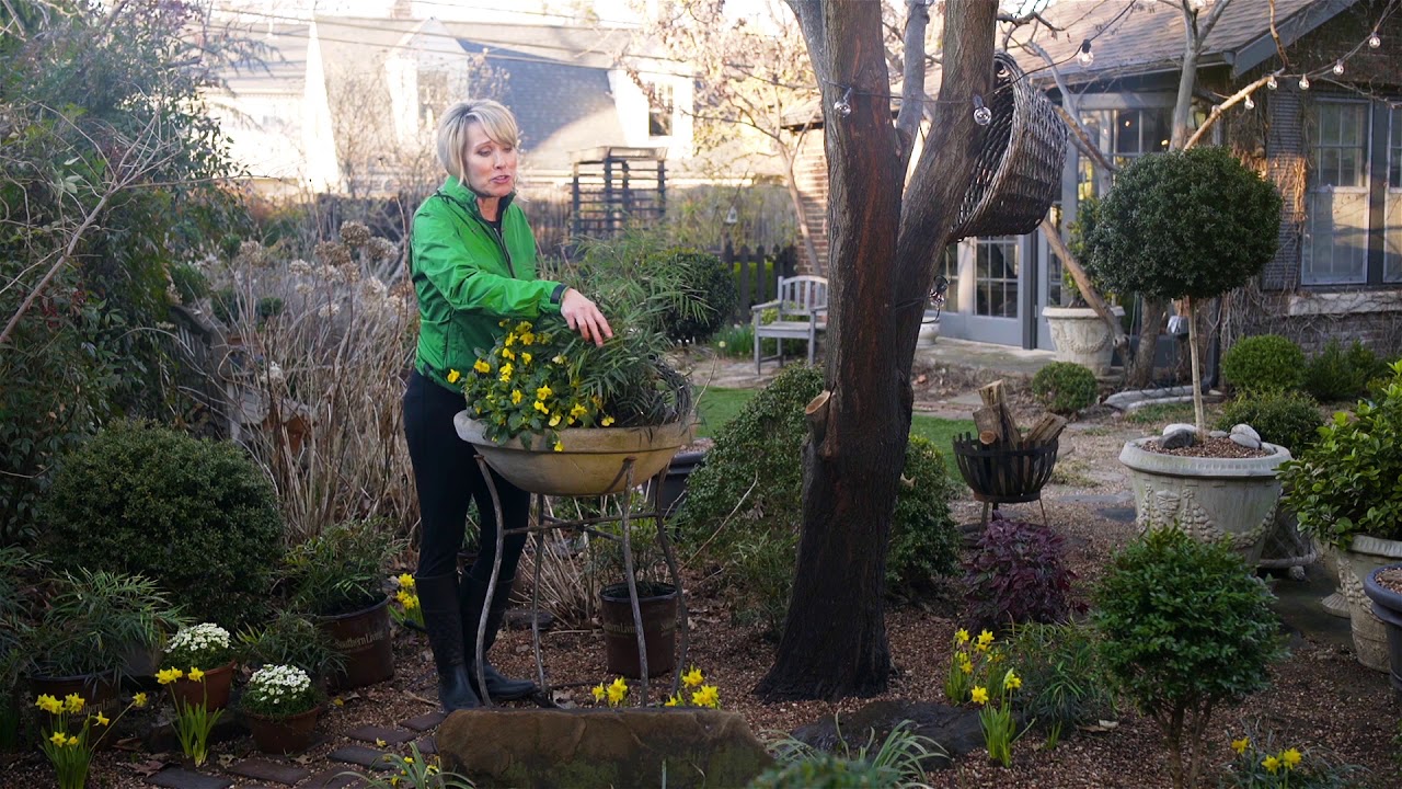 Updating A Shade Garden With Mahonia Soft Caress From Southern Living Youtube