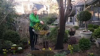 Updating a Shade Garden with Mahonia Soft Caress from Southern Living