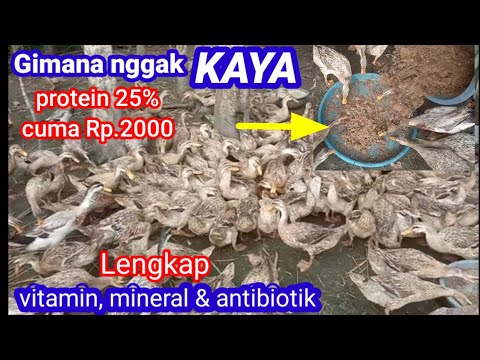 Video: Lauk Pauk Paling Sukses Untuk Bebek