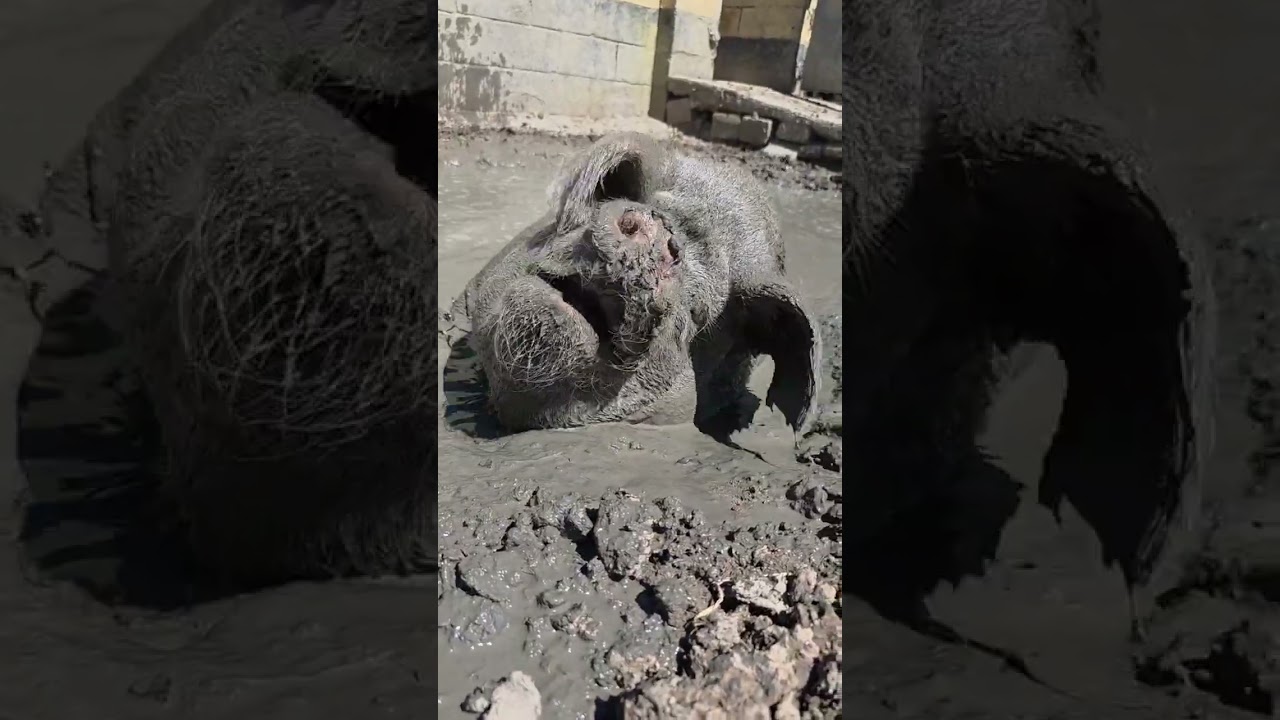 Happy pig in mud!