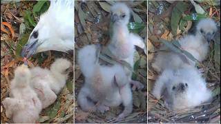 WB Sea Eagles ~ LADY GIVES SE38 SEVERAL GOOD FEEDINGS 🐥 FULL CROP & FEELING STRONGER! 💕  2026 Aug 27