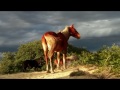 The Wild Horses of Corolla