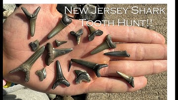 New Jersey Fossil Hunting: One of the BEST Shark Teeth I Have Ever Found!!