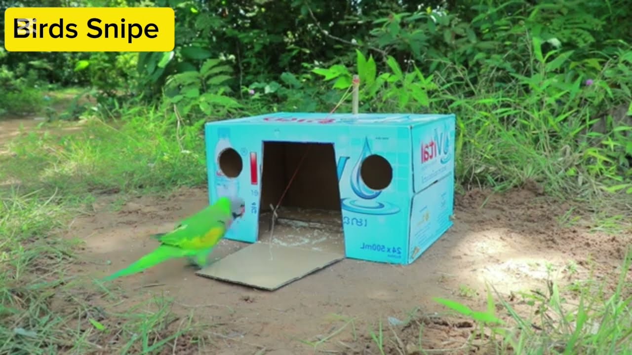 The Art of Parrot 🦜 Trapping Techniques and Best Practices