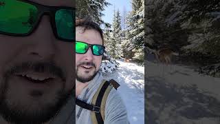 It was a long winter, but the boreal nature always cures #deer #nature #animals #animalshorts