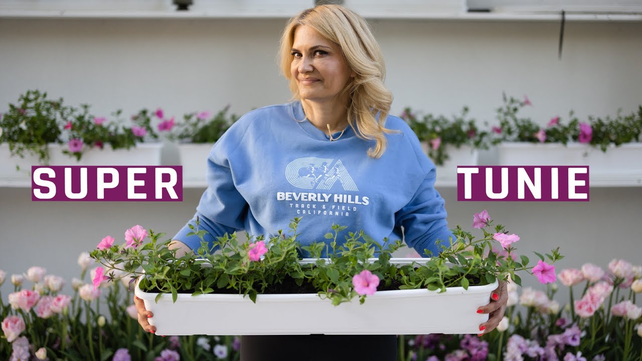 Sadzę pierwsze SUPERTUNIE - ściana kwiatów na tarasie