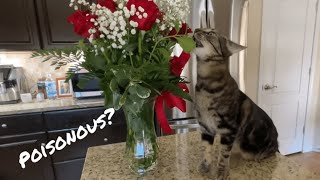 Cats 🐱 vs Flowers 🌹 | Is Rose poisonous to pets? #cat #猫動画