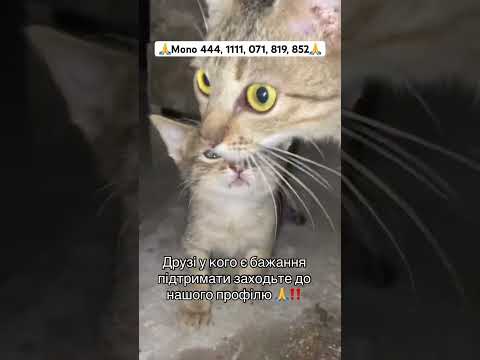 Терміново❤️🩹 #reels #rek #animals #котики #животные #семья #природа #попугай #помощьживотным #кот