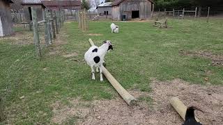 Little Aspen Outside the Barn by Tilly's Tiny Family Farm 274 views 2 weeks ago 1 minute, 34 seconds