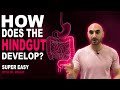 Embryology of the GIT III - Hindgut (Easy to Understand)