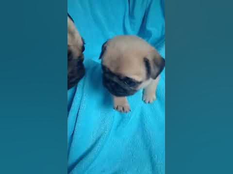 мопс. реакция на маму😍 #животные #мопс #мем #мопсы - YouTube