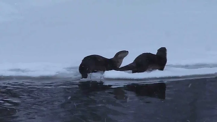 River Otters in Wyoming