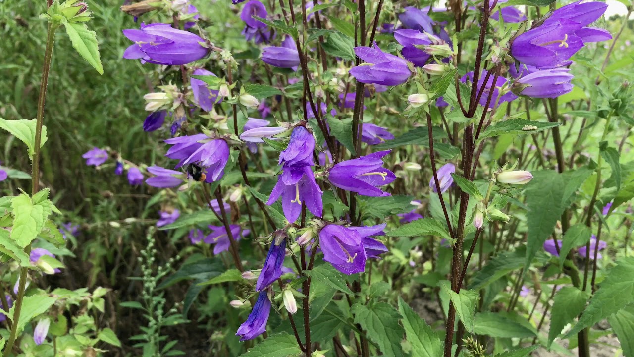 Ruig klokje ~ Campanula trachelium | NL Bloeit! ~ Planten van hier