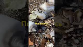 Турция, Анталия, Сиде возле Манавгат, пляж 👍 Turkey, Antalya, Side near Manavgat, beach