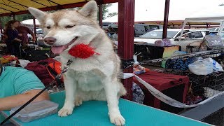 Международная выставка собак 2018 Курская область/ International dog show 2018 Международная выставка собак 2018 Курская область/ International dog show 2018