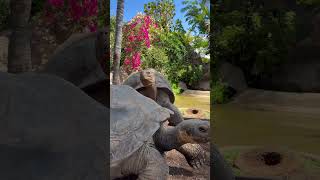 Galapagos tortoises #shorts