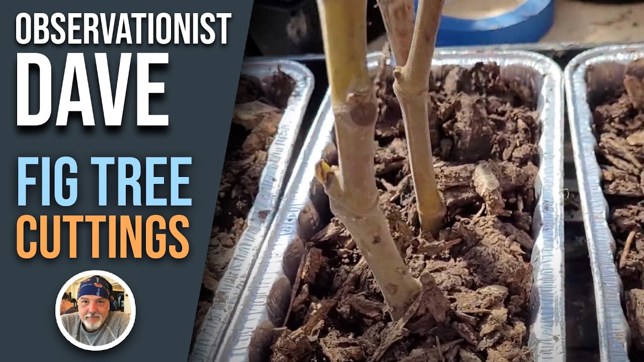 Rooting Fig Cuttings after Late Winter Pruning - YouTube
