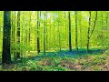 Walk Through Hallerbos Purple Forest near Brussels, Belgium in 4K