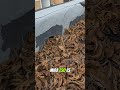 TEN CUIDADO CON ESTO EN EL TECHO DE TU PROPIEDAD #homeinspection #home #homeinspector #inspector