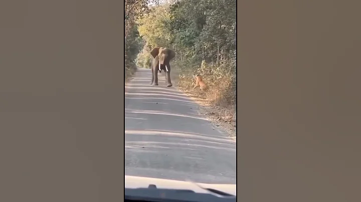 Epics jungle showdown: Elephant VC tiger -who will win?#trendingshorts #jimcorbett