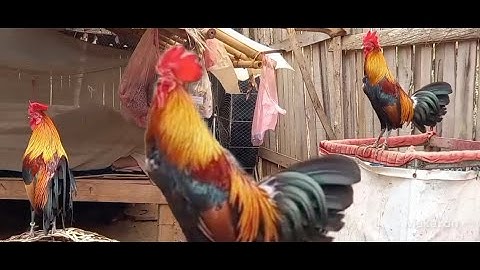 ขายไก่ป่าf1ขันดีมาก muag qaib qus phaum1 qua zoo heev