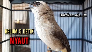 trucukan gacor TARUNG ROPEL PANJANG pancingan trucukan agar bunyi jadikan burung trucuk gacor NYAUT