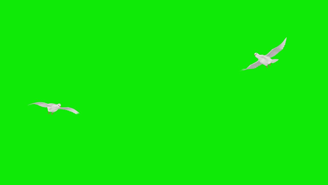 Romantic Couple of White Doves Flying Around Green Screen 4K Loop