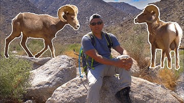 Peninsular Bighorn Sheep in Southern California