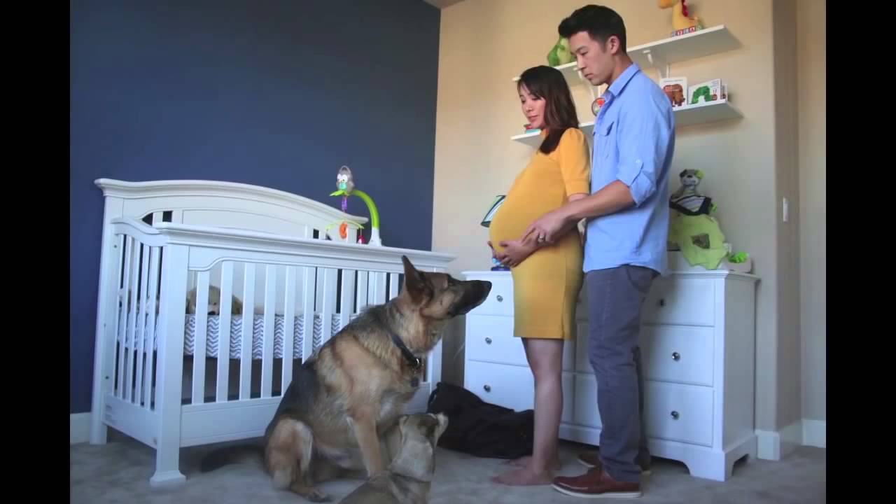 Видео жена забеременела. Фотосессии беременных с мужем и собакой. Фото беременной с собакой и мужем.